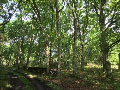 Spa Et D�tente Au C?ur de La For�t Des Landes