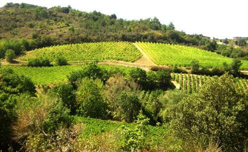 G�te Vigneron Du Domaine D'alon