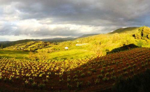 G�te Vigneron Du Domaine D'alon