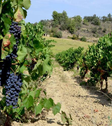 G�te Vigneron Du Domaine D'alon