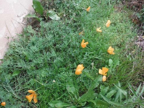 Apartamentos Appartement Le Romarin