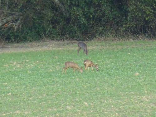 Gite La Saubolle � Marciac