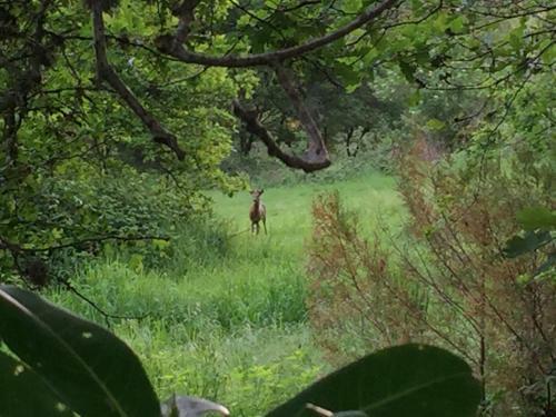 Bed & Breakfast Ferme Boisquillon