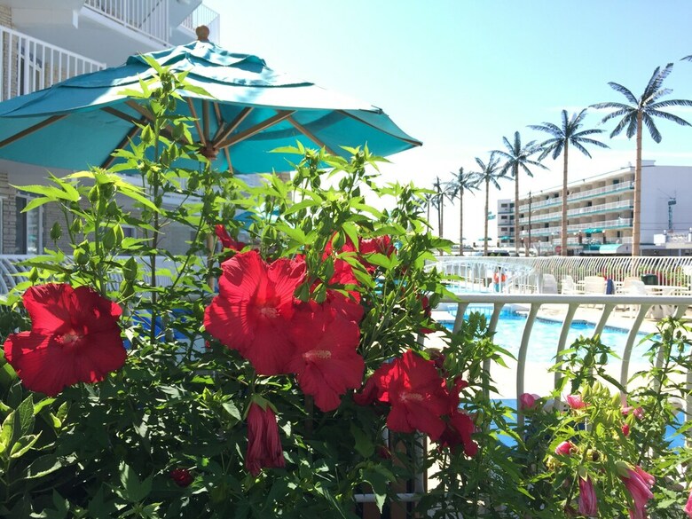 Hotel Shalimar Resort