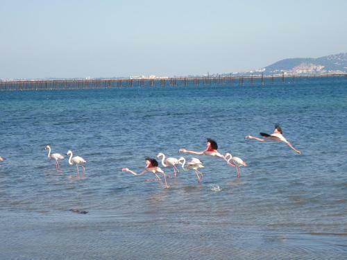 Bed & Breakfast Au Bord De Thau