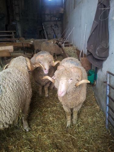 Hostal Le Petit Fabre