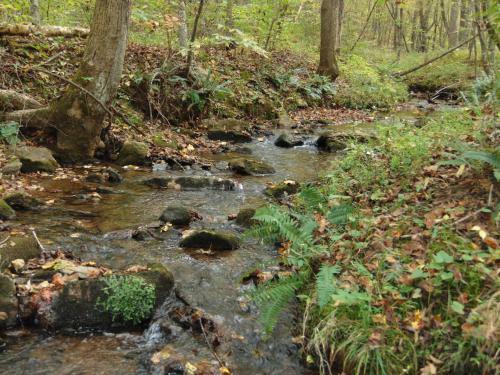Tentrr Signature Site - The Babbling Brook