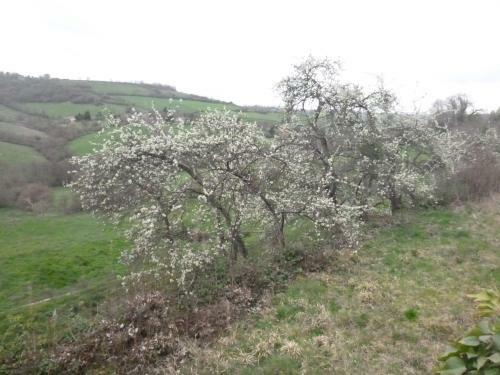 Bed & Breakfast La Maison Des Fleurs