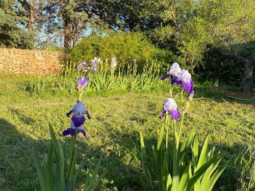 Villa Faro Provence Var