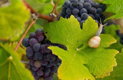 Bed & Breakfast La Chambre Des Vignerons
