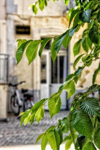 Apartamento La Fontaine - Studio Ecusson