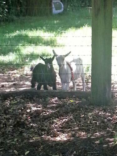 Wildwood Farm Bed & Breakfast