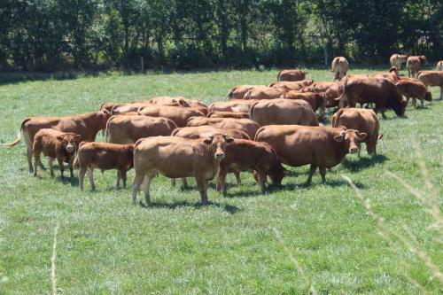 Bed & Breakfast Dans La Creuse