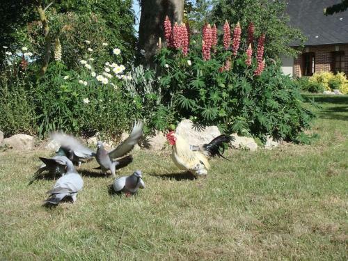 Les Coquelicots