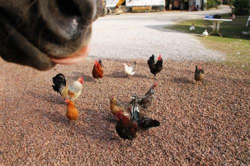 Ferme De M�raville