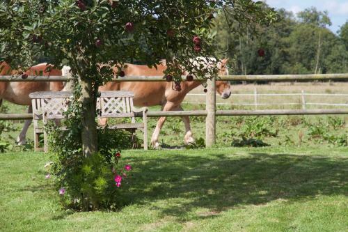 Bed & Breakfast Le Manoir Du Pont Senot