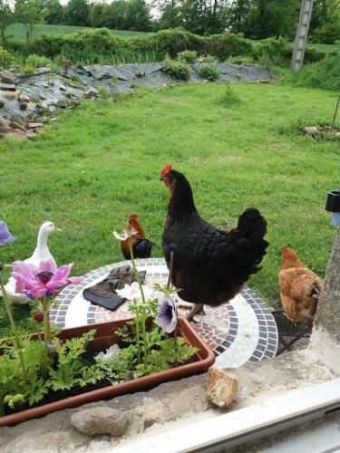 Captivating 2-bed Cottage In Mortain-bocage