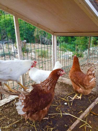 Agroturismo Chjassi Di Livesi