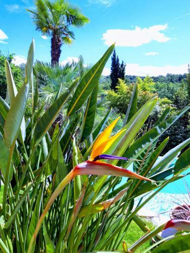 Bed & Breakfast La Dolce Vita Opio