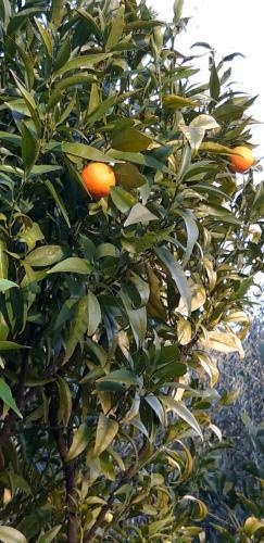 Bed & Breakfast La Dolce Vita Opio