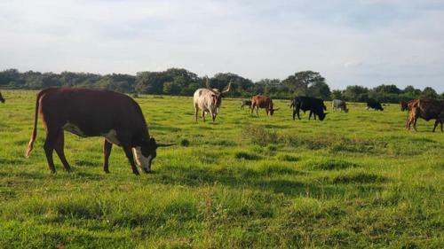Renovated Cozy Cottage Ranch At Westgate River Ranch And Rodeo