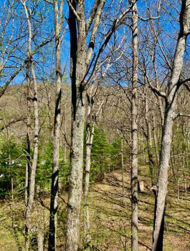 Beautiful Wintergreen Resort Townhome! Groups And Pets Welcome!