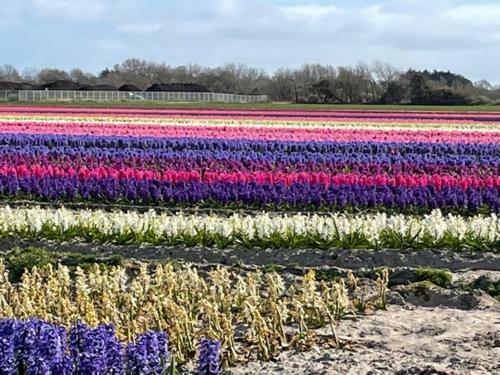 Les Coquilles La Torche