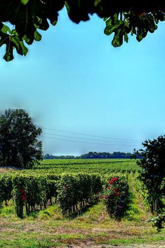 Ch�teau Vieux Mougnac