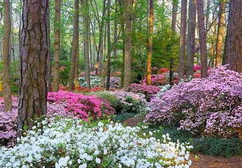 Hotel Autograph Collection Lodge And Spa At Callaway Gardens