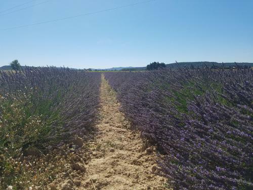 Bed & Breakfast Les Buisses En Provence