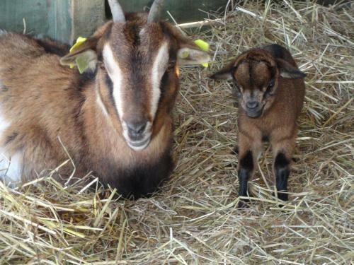 Bed & Breakfast La Petite Ferme De Pouillon