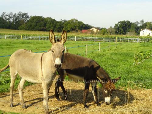 Bed & Breakfast La Petite Ferme De Pouillon