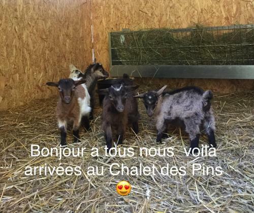 Hostal Le Chalet Des Pins