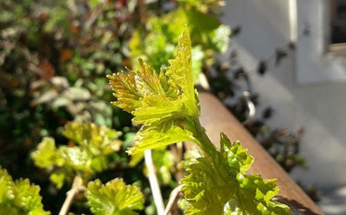 Apartamento Eco G�te Dans Les Vignes