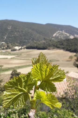 Apartamento Eco G�te Dans Les Vignes