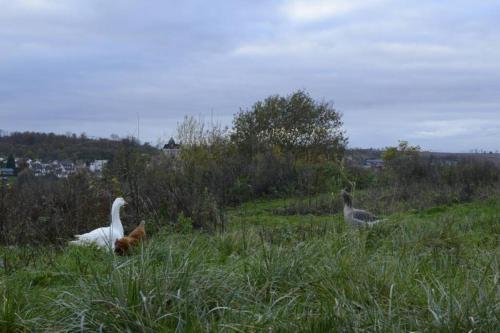 Ferme De Wichery, Gite 2-6 Pers.