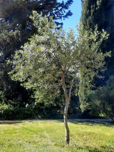 Apartamento Les Deux Tilleuls