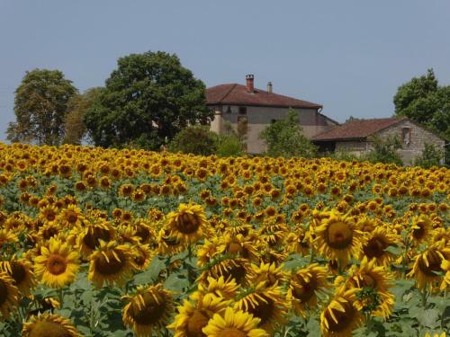 Les Campsis