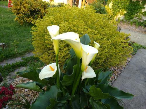 Bed & Breakfast La Ribambelle