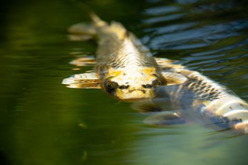 Bed & Breakfast S�r�nit� Aquatique