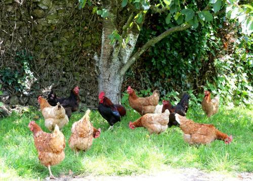Hostal Chambre D'h�te Courtoux