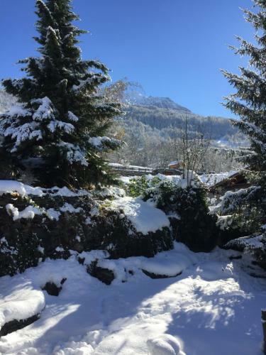 Le Petit Saint Bernard