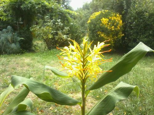 Mirguet Au Jardin