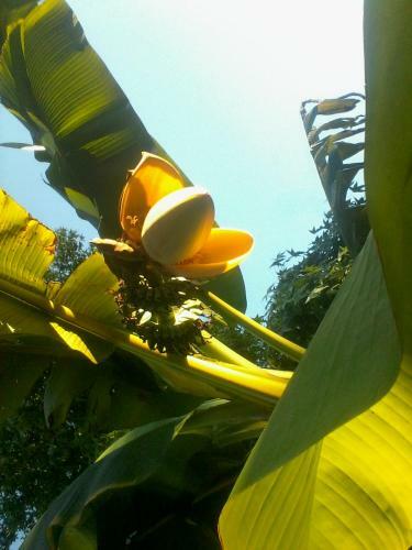 Mirguet Au Jardin