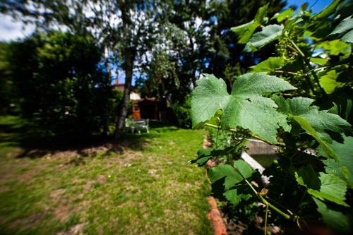 Mirguet Au Jardin