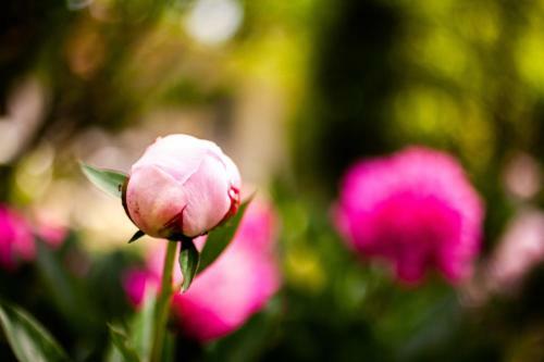 Mirguet Au Jardin