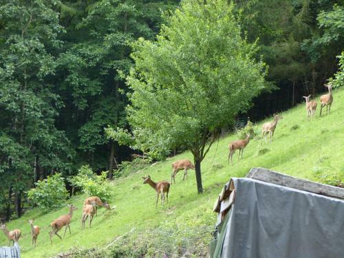 Apartamento G�te Aux Sapins