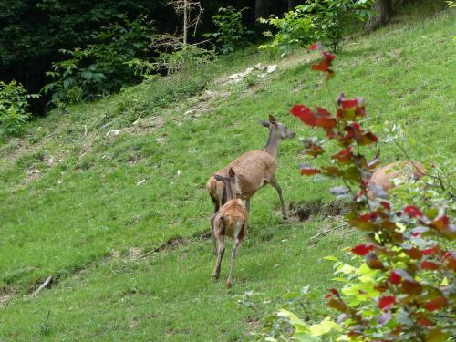 Apartamento G�te Aux Sapins