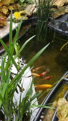 Bed & Breakfast La Chuchotiere