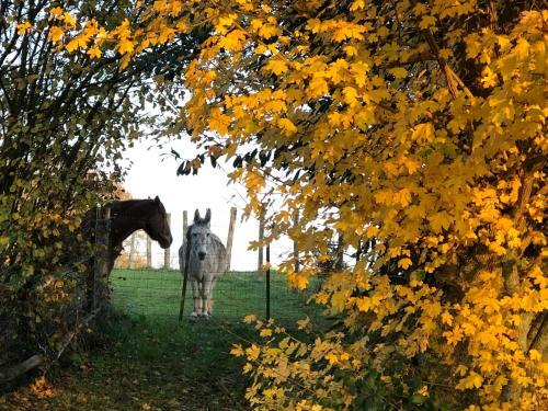 Hostal Ecrin De Verdure